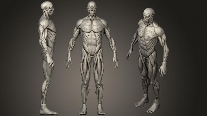 Anatomy of skeletons and skulls (ANTM_0409) 3D model for CNC machine